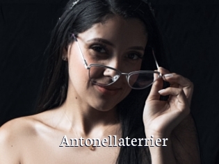 Antonellaterrier