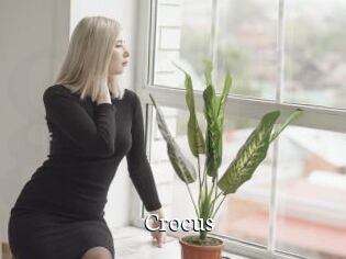 Crocus