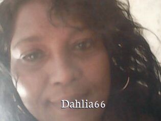 Dahlia66