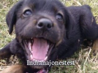 Indianajonestest