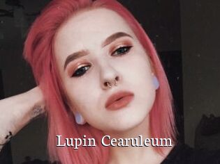 Lupin_Cearuleum