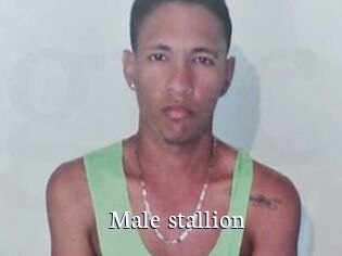 Male_stallion