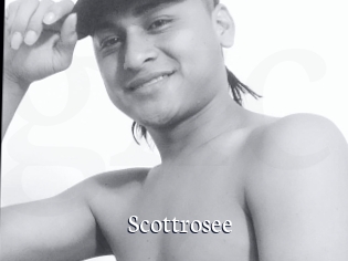 Scottrosee