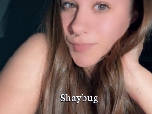 Shaybug